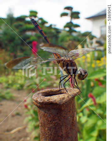 Dragonfly Dragonfly 5869041