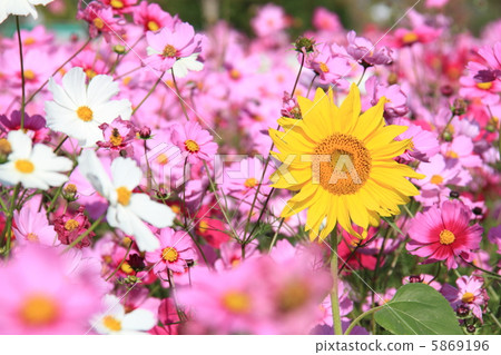 向日葵向日葵 5869196