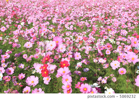 宇宙〜花語少女的少女〜 5869232