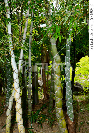 Tortoise bamboo 5869262