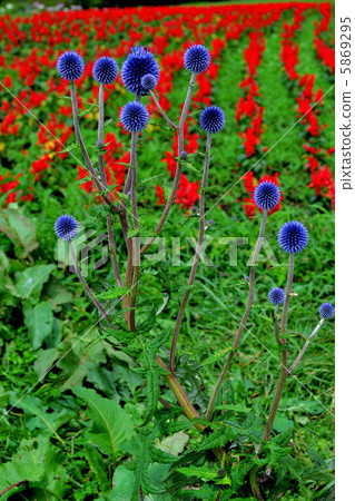 在夏天的Higotai公園 5869295