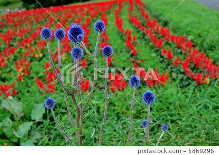 在夏天的Higotai公園 5869296