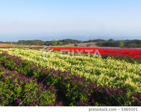 Awagi flowers and sisui (full bloom salvia and cosmos) 5869301