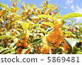 Osmanthus 5869481
