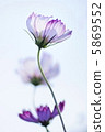 Cosmos 3 rings 5869552
