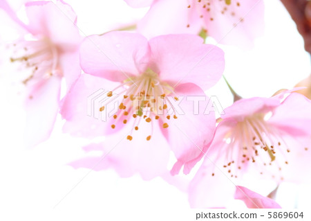 河津櫻花 5869604