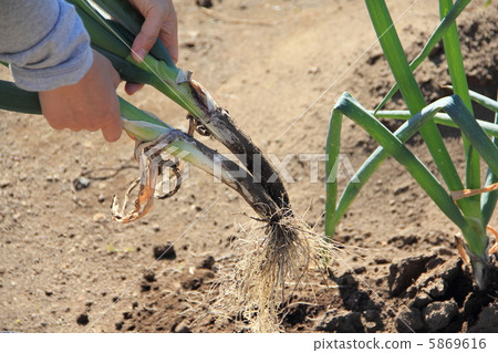 蔥的收穫 蔥的收穫 5869616