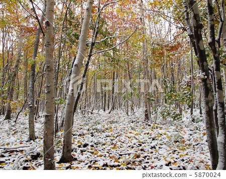 秋葉和第一場雪 5870024