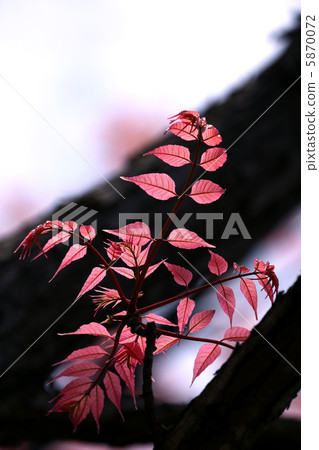 Australia Changchin 5870072