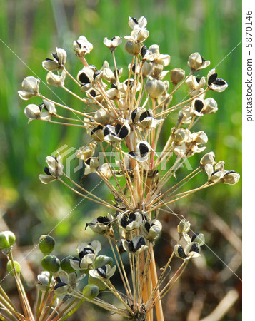 Nira's seeds and fruits that the fruit burned and exposed 5870146