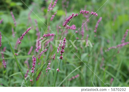 Persicaria longise 5870202