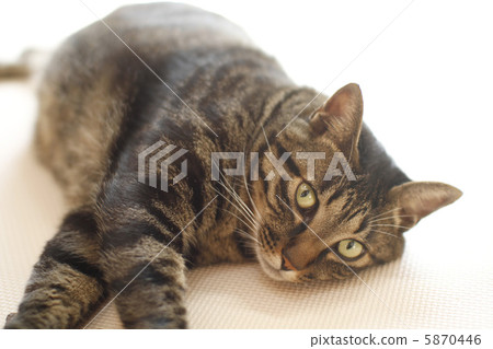 Sunbust貓 Sunbust貓 5870446