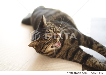 Sunbust貓 Sunbust貓 5870447