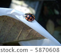 Ladybug 5870608