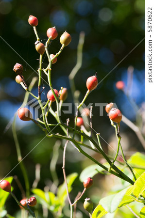Field fruit 5870622
