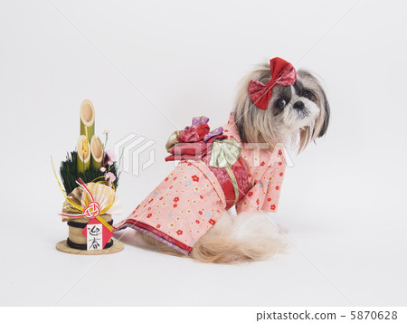 Shih Tzu wearing pink kimono and Kadoma 5870628