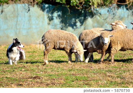 Sheep dog chasing the sheep Sheep dog chasing the sheep 5870730