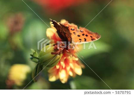 Zuma giuna Zuma giuna 5870791