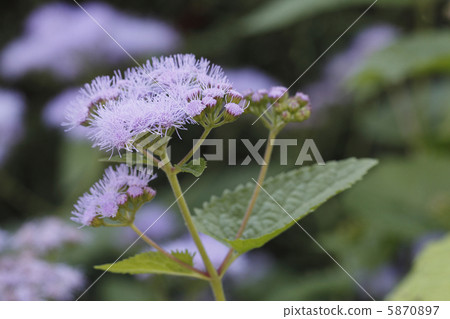 Agelatum 5870897