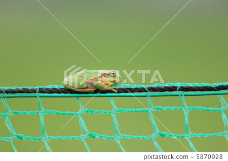 Frog on the net Frog on the net 5870928