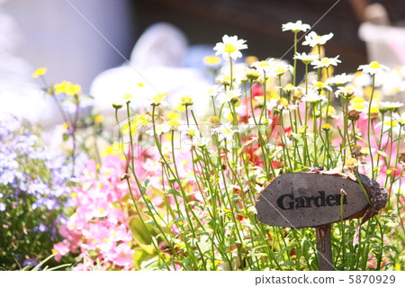 A flowerbed in the garden 5870929