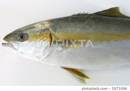 Hiramasa Hiramasa 5871096