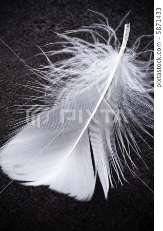 羽毛特寫鏡頭在黑背景的 5871433