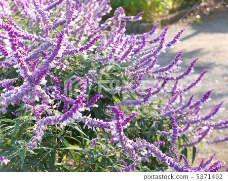 Salvia leucansa Salvia leucansa 5871492