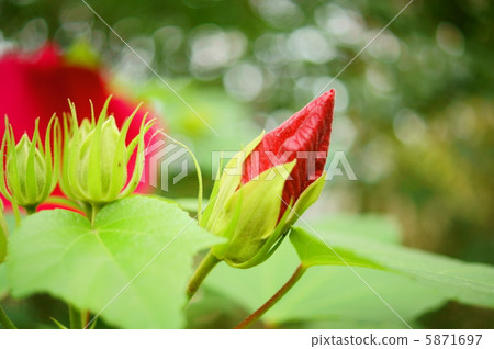 Fuyo（Fuyo）紅花語言：謙虛的情人A Hibiscus Mutabilis 5871697