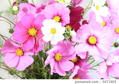 Cosmos ~ flower language Maiden of the maiden ~ 5871905