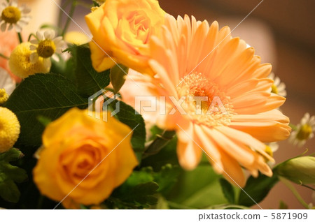 Gerbera coloring the wedding ceremony Gerbera coloring the wedding ceremony 5871909