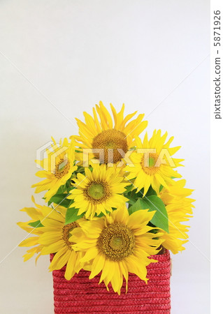 向日葵〜華語赤城天賜愛情感恩提名〜 向日葵〜華語赤城天賜愛情感恩提名〜 5871926