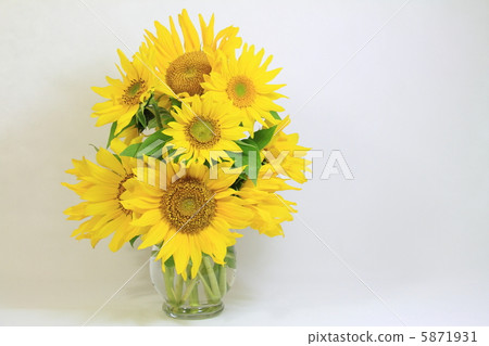 Sunflower ~ Hua Language Akagaka Heavenly Love Affections Honorable Mention ~ Sunflower ~ Hua Language Akagaka Heavenly Love Affections Honorable Mention ~ 5871931