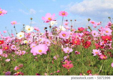 Cosmos ~ flower language Maiden of the maiden ~ Cosmos ~ flower language Maiden of the maiden ~ 5871996