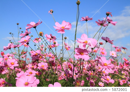 Cosmos ~ flower language Maiden of the maiden ~ Cosmos ~ flower language Maiden of the maiden ~ 5872001