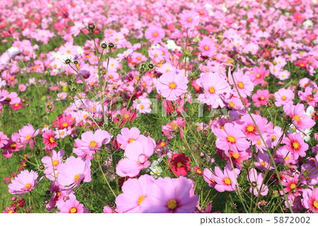 Cosmos ~ flower language Maiden of the maiden ~ 5872002