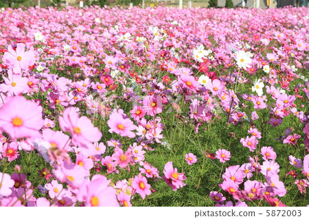 Cosmos ~ flower language Maiden of the maiden ~ Cosmos ~ flower language Maiden of the maiden ~ 5872003