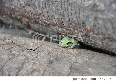 Frog hibernation 5872032