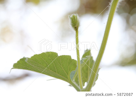 Bud of the gourd Bud of the gourd 5872087