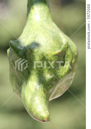 Gourd nut 5872088