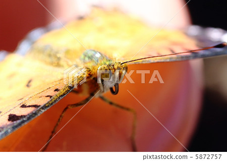 Zuma giuna Zuma giuna 5872757