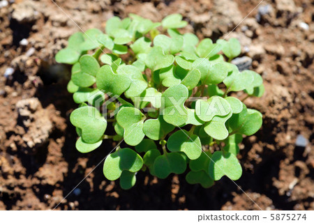 蘿蔔發芽 蘿蔔發芽 5875274