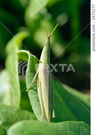 蝗蟲 蝗蟲 5875277