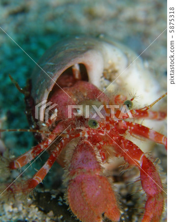 Hermit crab 5875318