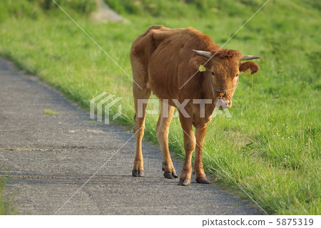 草原牛肉 草原牛肉 5875319