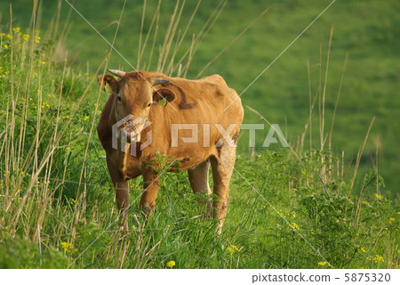 草原牛肉 5875320