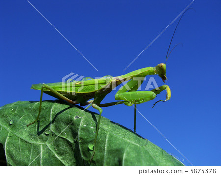 Green mantis 5875378