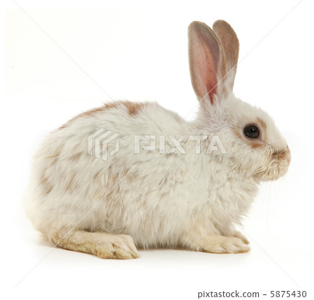 White small rabbit White small rabbit 5875430