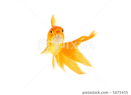 Goldfish Goldfish 5875435