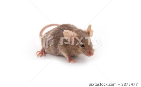 Small mouse Small mouse 5875477